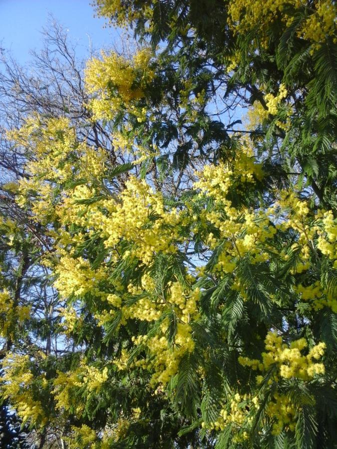Gite Vacances Bosc D'Esquirol 4 Pers Escorneboeuf エクステリア 写真